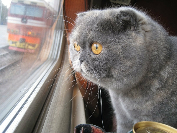 Кошачий бум!